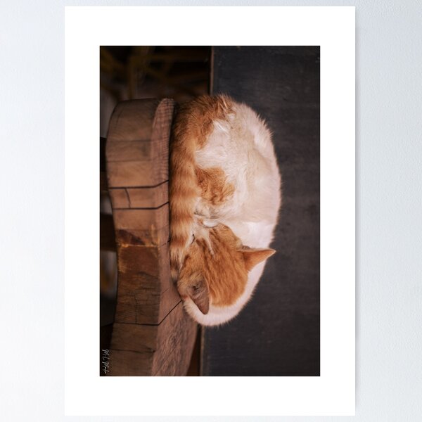 Chat marocain